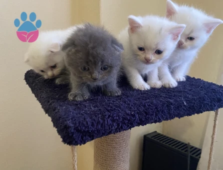 Odd eyes scottish fold ve straight bebekler