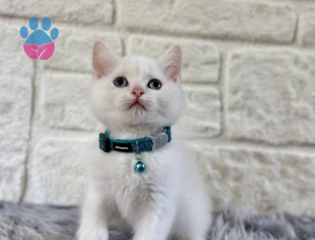 British Shorthair Kar Beyazı Erkek