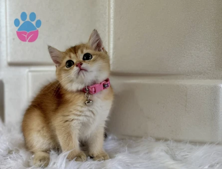 British Shorthair Golden Minik Bir Altın Parçası