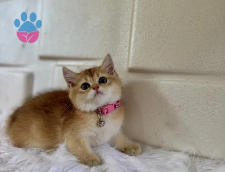 British Shorthair Golden Minik Bir Altın Parçası