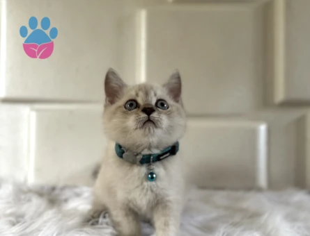 British Shorthair Masmavi Gözlü Yakışıklımız Yuva Arıyor