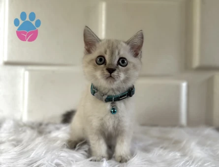 British Shorthair Masmavi Gözlü Yakışıklımız Yuva Arıyor