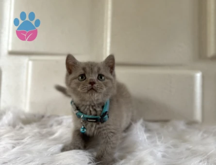 2 Aylık British Shorthair Lilac Erkek