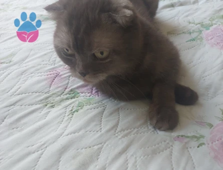 Sevimli bakışlara sahip kedim