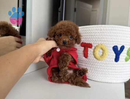 Red Brown Toy Poodle Bebekler