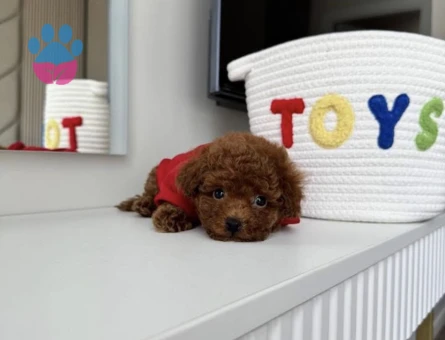 Red Brown Toy Poodle Bebekler