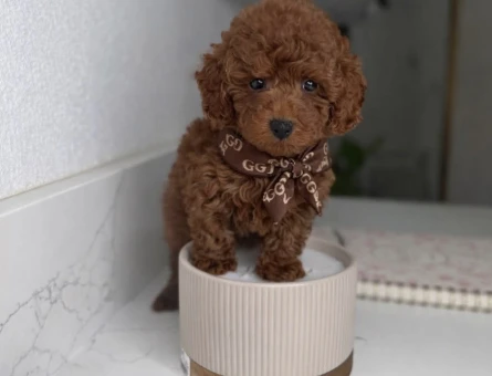 Toy poodle Mini Sevimli Bebekler - 4829