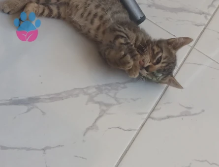 Acil yuva aranıyor