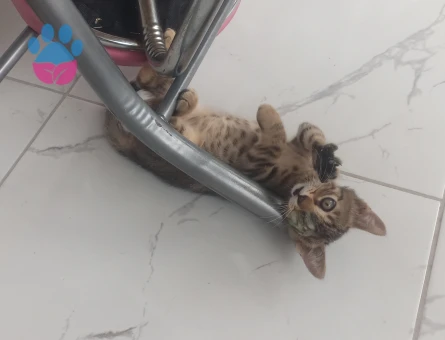 Acil yuva aranıyor