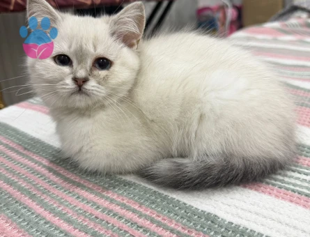 Evcil British Shorthair 2 Aylık Dişi