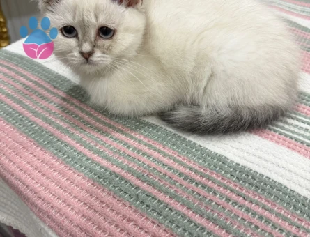 Evcil British Shorthair 2 Aylık Dişi