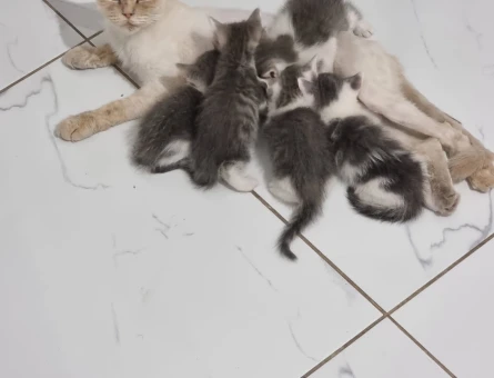 3 Yaşında British shorthair Yavrular - 4837