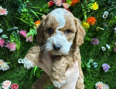 MALTİPOO BEBEKLER 2 AYLIk - 4838