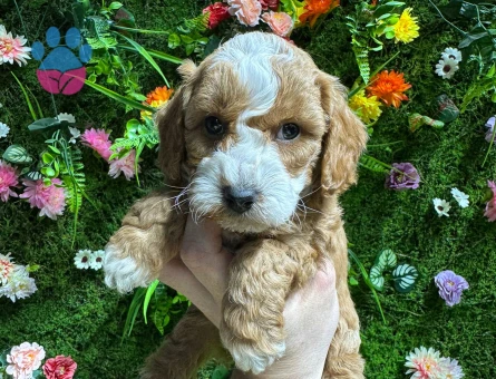 MALTİPOO BEBEKLER 2 AYLIk