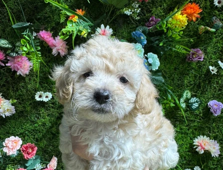 EVİNİZİN YENİ ÜYESİ MALTİPOO BEBEKLER - 4840