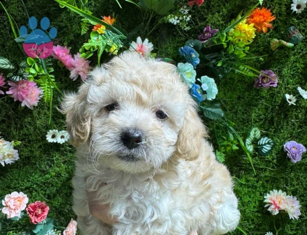 EVİNİZİN YENİ ÜYESİ MALTİPOO BEBEKLER