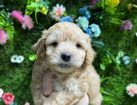 SAFKAN IRK MALTİPOO BEBEKLER - 4841