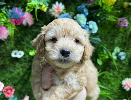 SAFKAN IRK MALTİPOO BEBEKLER