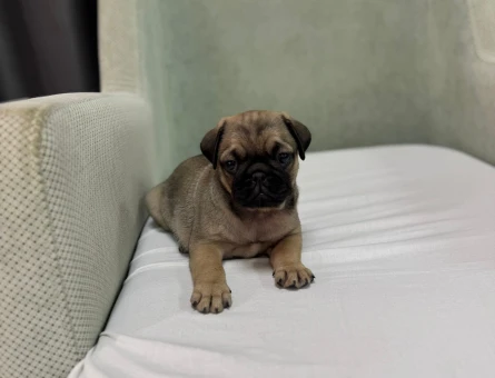 PUG BEBEKLER - 4842