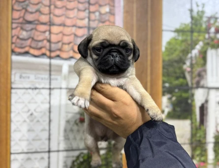KREM RENK PUG BEBEKLER - 4843