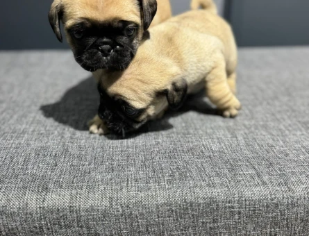 KREM RENK MİNİ PUG BEBEKLER - 4844