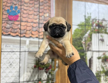 KREM RENK MİNİ PUG BEBEKLER