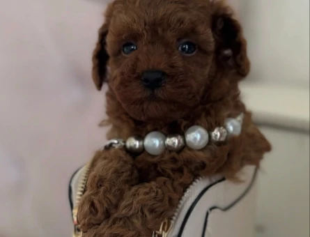 MİNİ MİNİ TOY POODLE BEBEKLER - 4846