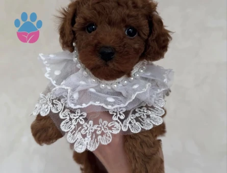 RED RENK TOY POODLE BEBEKLER - 4847