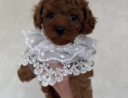 RED RENK TOY POODLE BEBEKLER - 4847