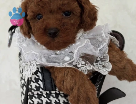 RED RENK TOY POODLE BEBEKLER