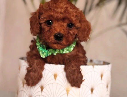 SAFKAN IRK GARANTİLİ TOY POODLE BEBEKLER - 4848