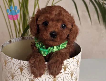 SAFKAN IRK GARANTİLİ TOY POODLE BEBEKLER