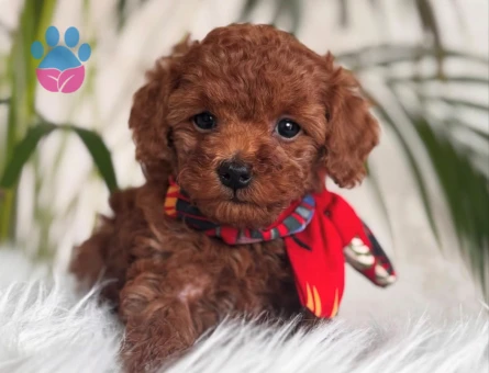 EVİNİZİN NEŞESİ TOY POODLE BEBEKLER