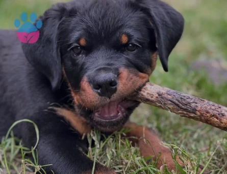 SAFKAN ROTTWEİLER YAVRULAR