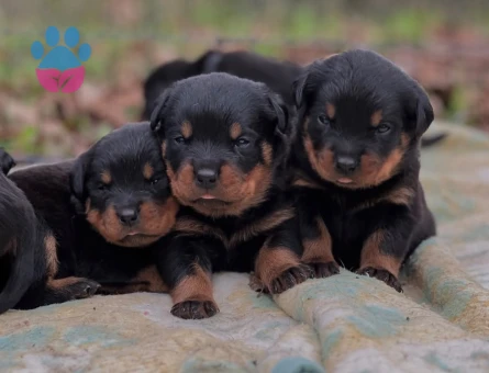 ROTTWİLER BEBEKLER - 4851