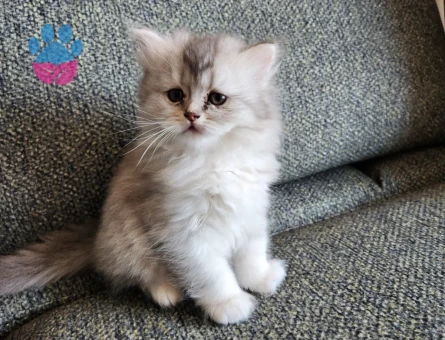 Brtish Longhair Dişi ve Erkek Yavrularımız