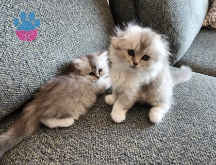 Brtish Longhair Dişi ve Erkek Yavrularımız