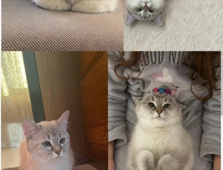 British Longhair Ömürlük yuva arıyoruz - 6040
