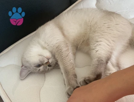 British Longhair Ömürlük yuva arıyoruz
