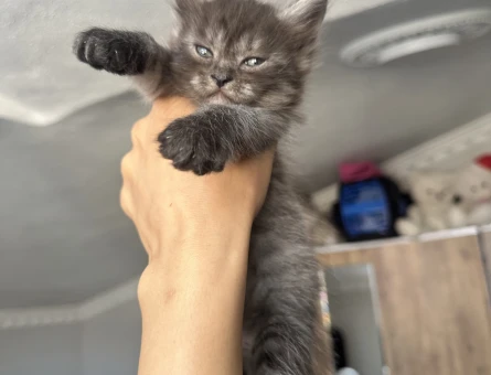 British Longhair 2 Aylık - 6041