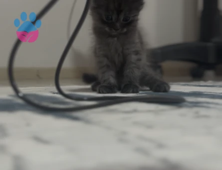 British Longhair 2 Aylık