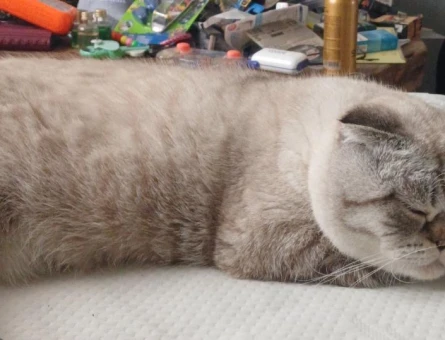 Scottish Fold 1 Yaşında - 6043
