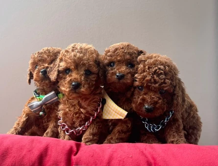 Red brown Toy Poodle Mini Yavrular - 6044