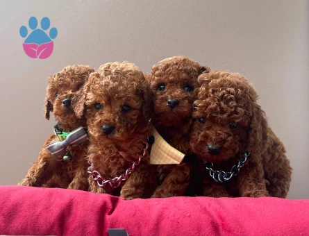 Red brown Toy Poodle Mini Yavrular