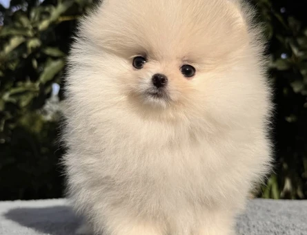 Boo Pomeranian Ayı Surat Orjinal Bebekler - 6045
