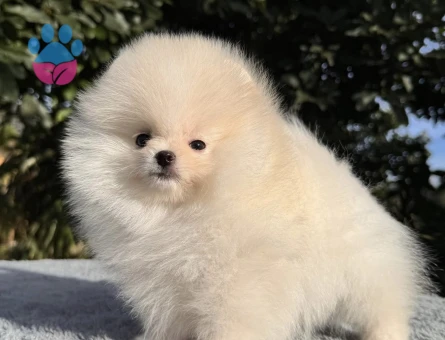 Boo Pomeranian Ayı Surat Orjinal Bebekler