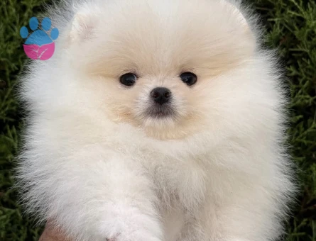 Boo Pomeranian Ayı Surat Orjinal Bebekler