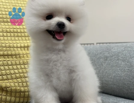 Kar beyazı Pomerian Boo
