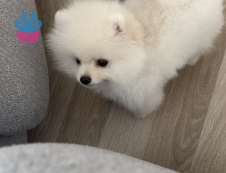 Kar beyazı Pomerian Boo