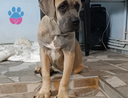 Cane Corso Formantino Dışı